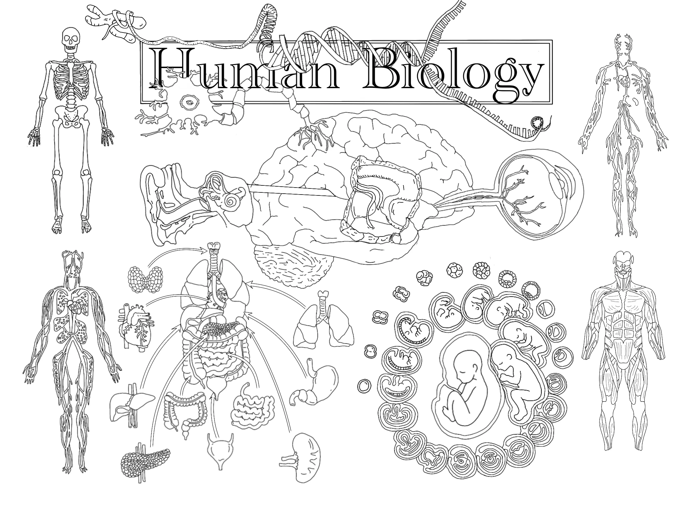 21_Human Biology.PNG